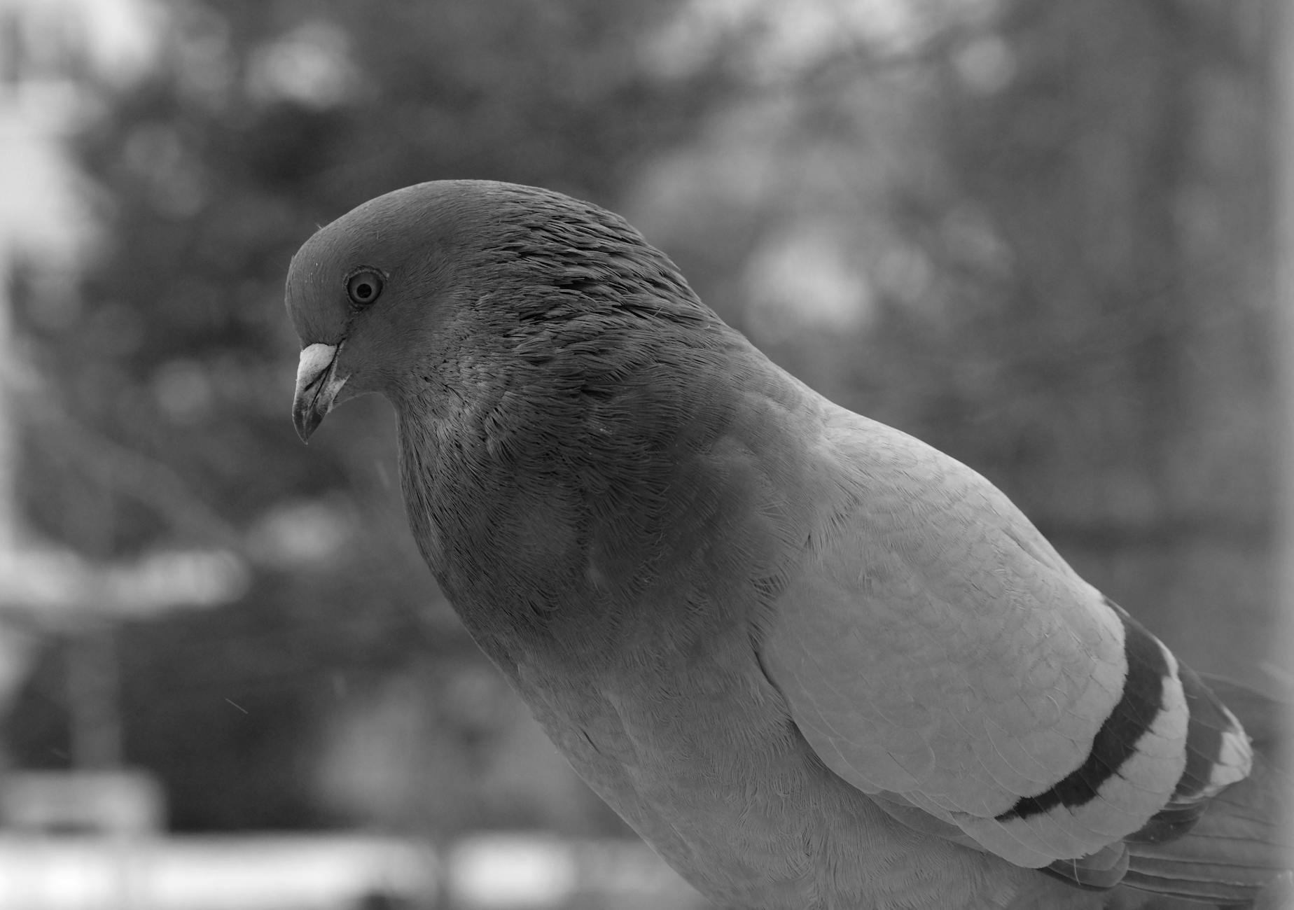 Detailansicht: Wil West Abstimmung