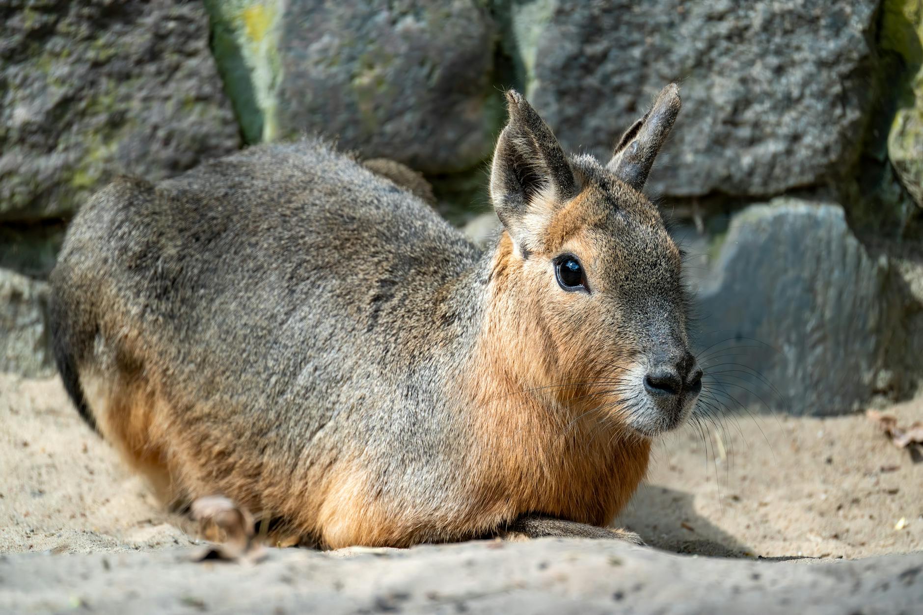 Illustration zu Wildschwein Einkaufszentrum
