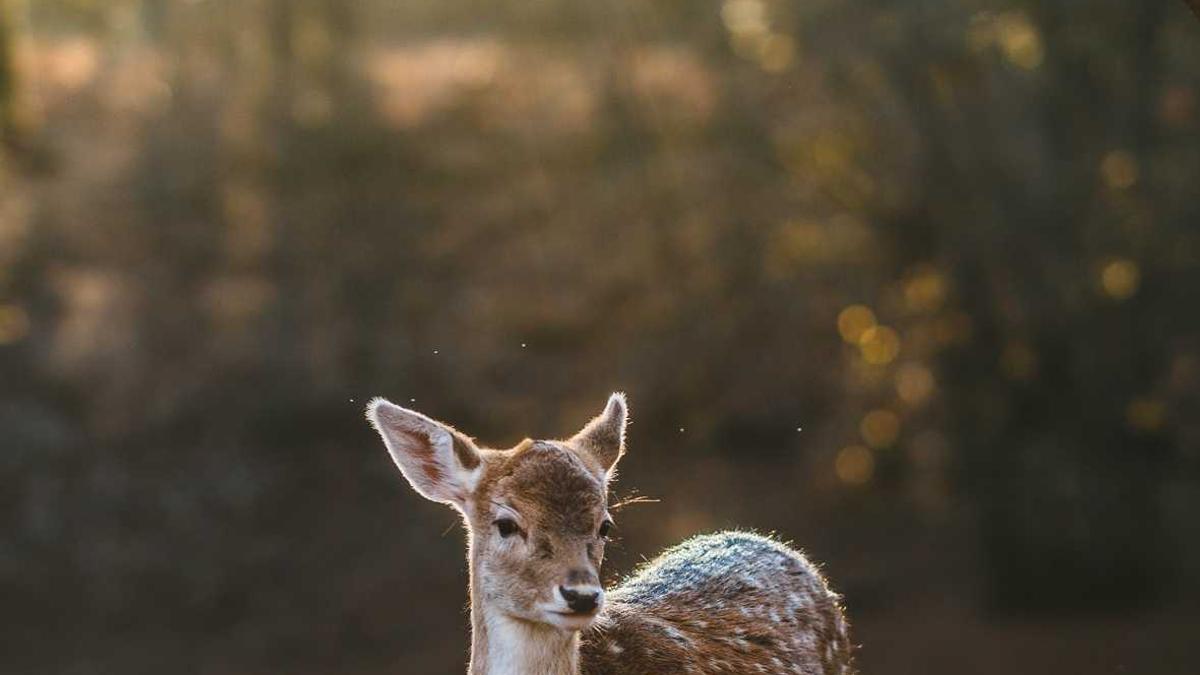 Symbolbild zum Thema Wo Sind Die Nächsten Olympischen Winterspiele