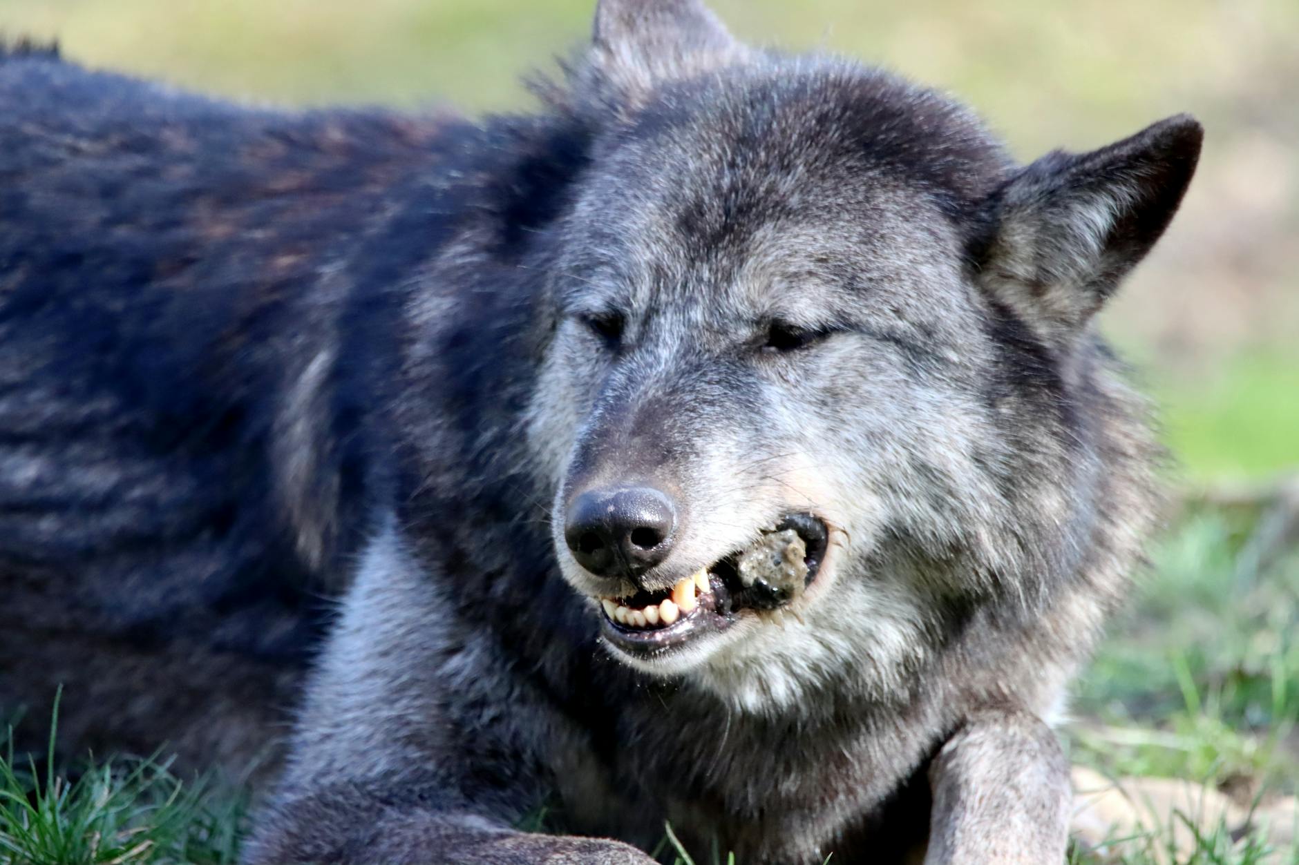 Detailansicht: Wolf Bar Wyoming