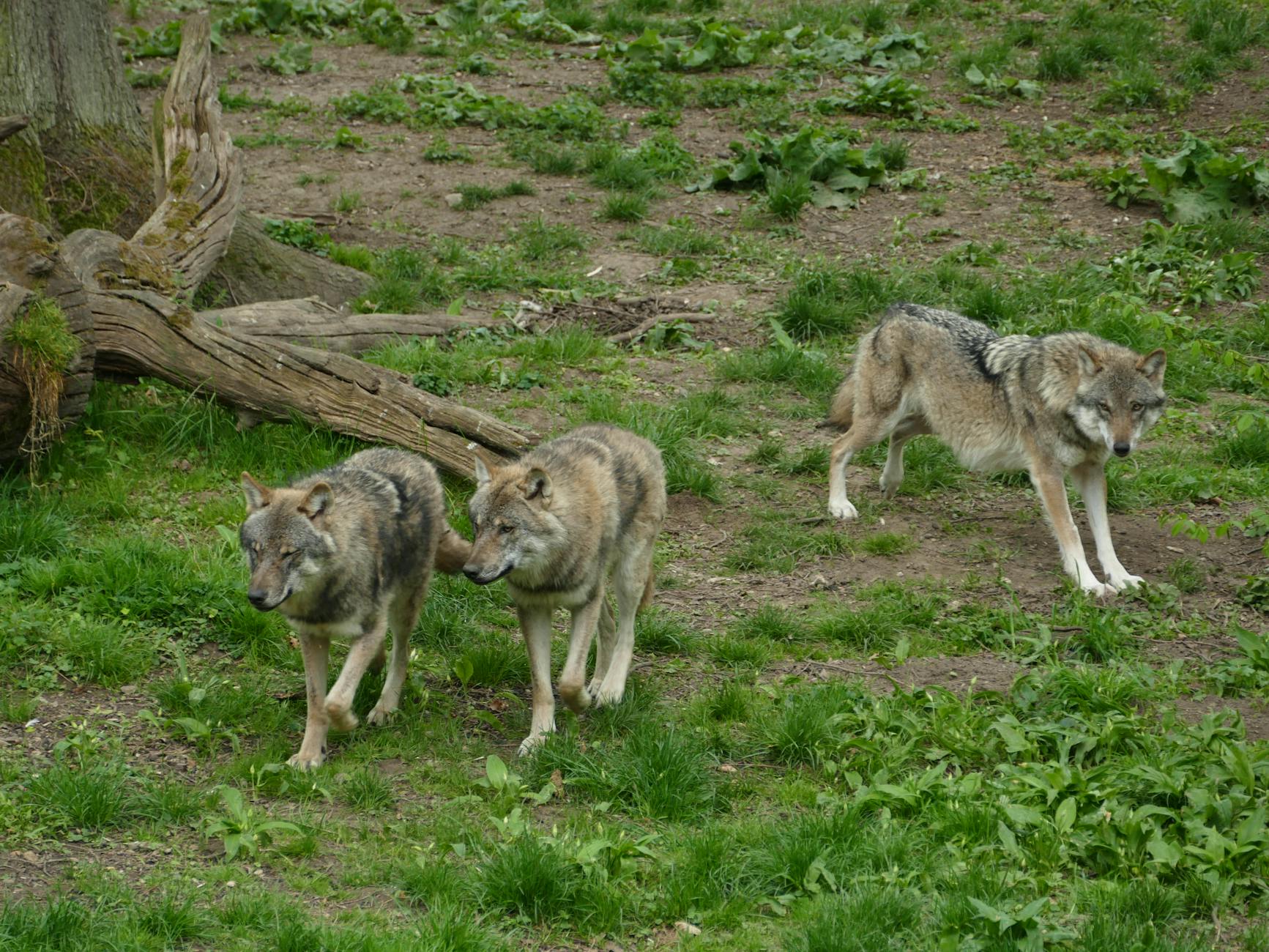 Wolfsangriff Hamburg Symbolbild zum Thema Wolfsangriff Hamburg