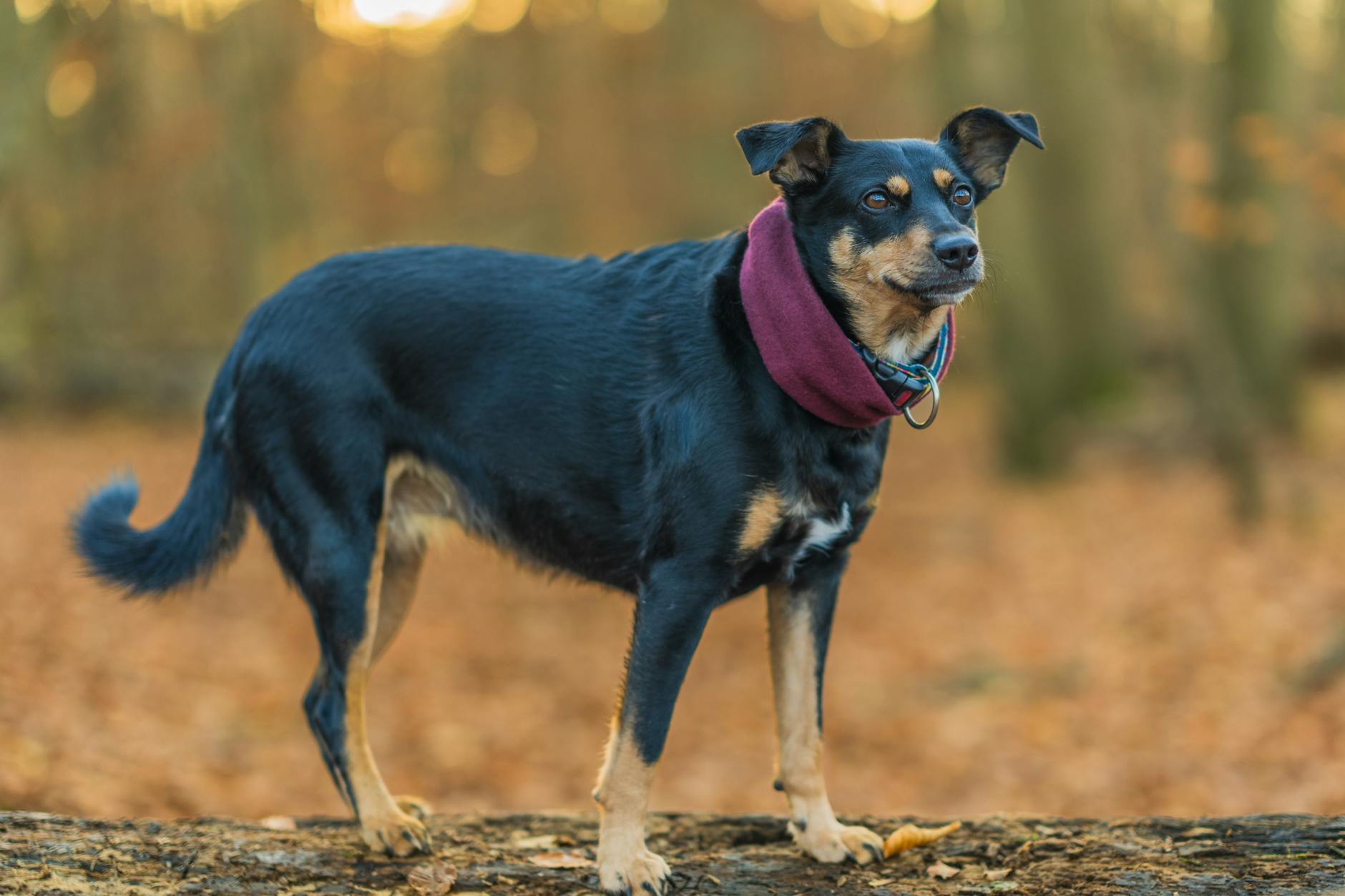Zeckenhalsband Hund Illustration zu Zeckenhalsband Hund