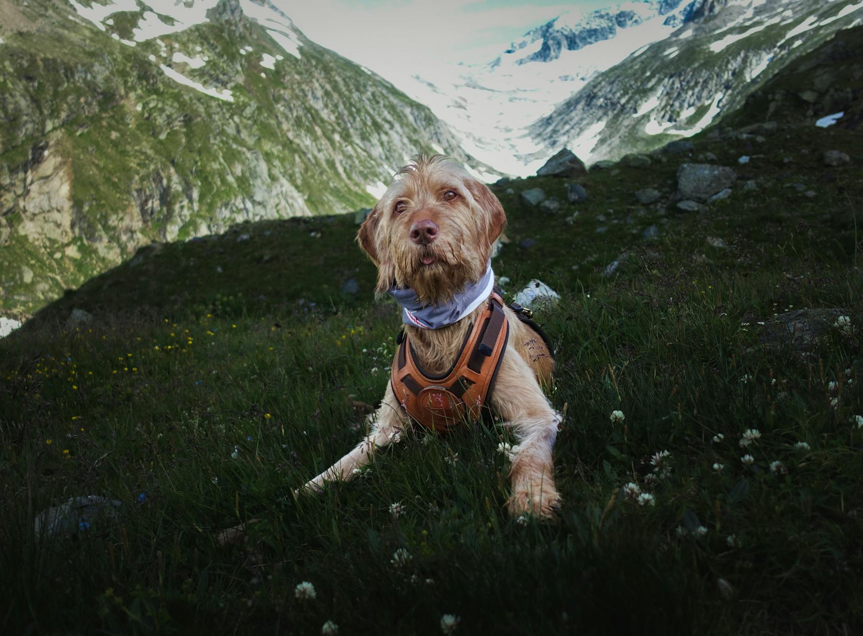 Illustration zu Zeckenhalsband Hund