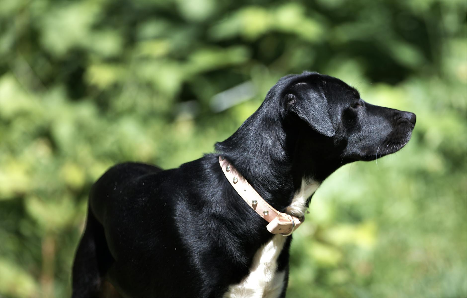 Detailansicht: Zeckenhalsband Hund