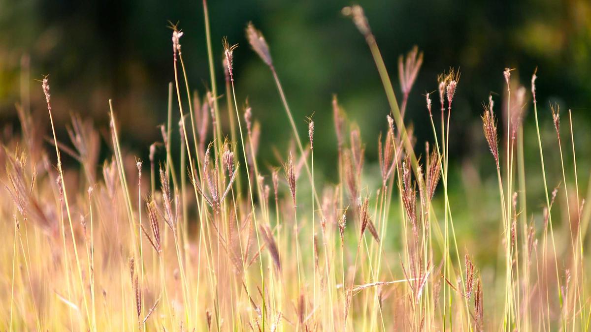 Detailansicht: Zoll Mindestlohnprüfung