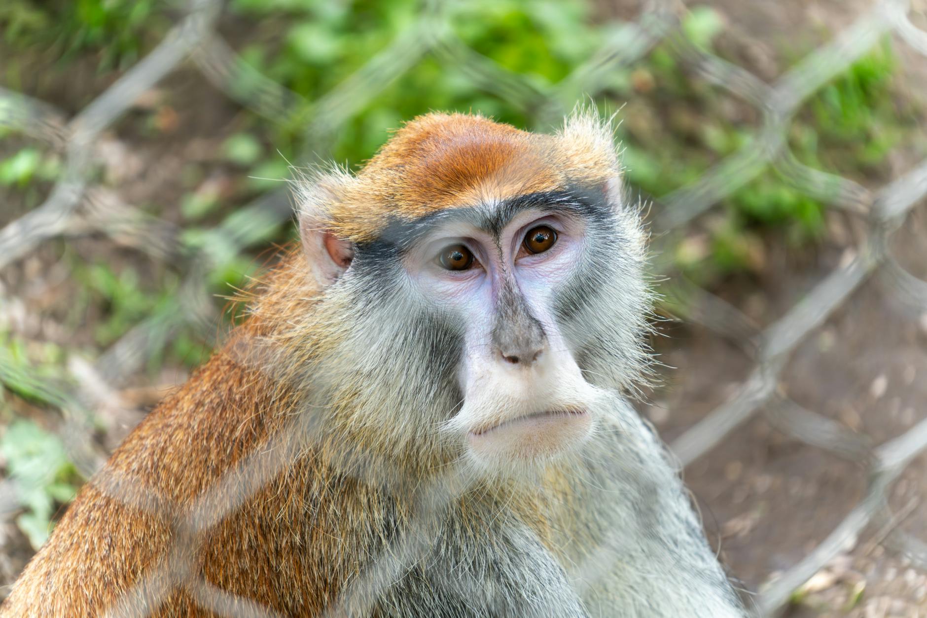 Symbolbild zum Thema Zoo Zürich Kritik