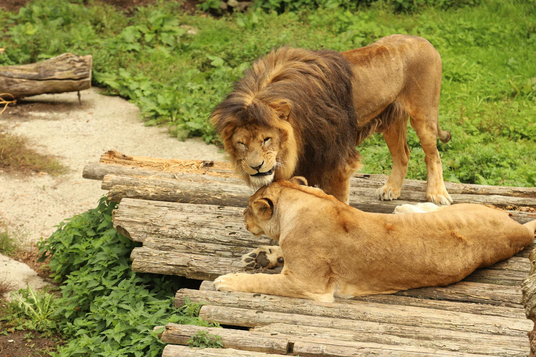 Illustration zu ZSC Lions