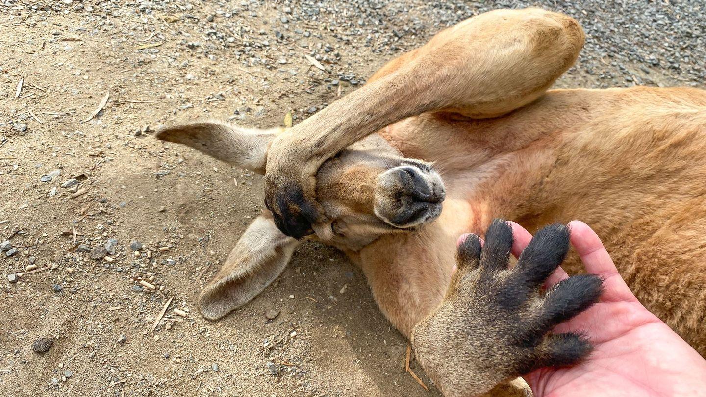 Lust am Rausch: Verrückte Natur: Diese Tiere nehmen Drogen