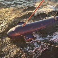 Wie Unterwasserdrohnen den Krieg auf See verändern